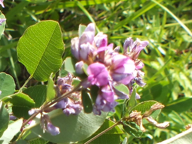 e0145782_1733020.jpg