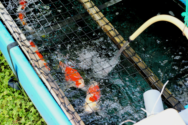 プラ舟４００ 錦鯉の飼育方法ほぼ完成 Photo Daily Life