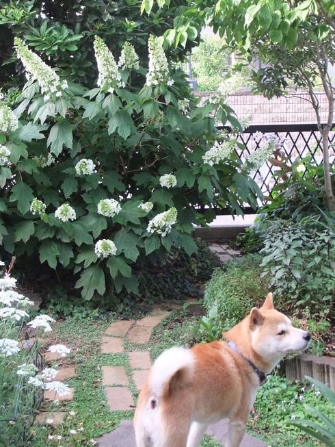 サントリー「花ヂカラ」フォトコンテスト優秀賞_b0230589_1722248.jpg