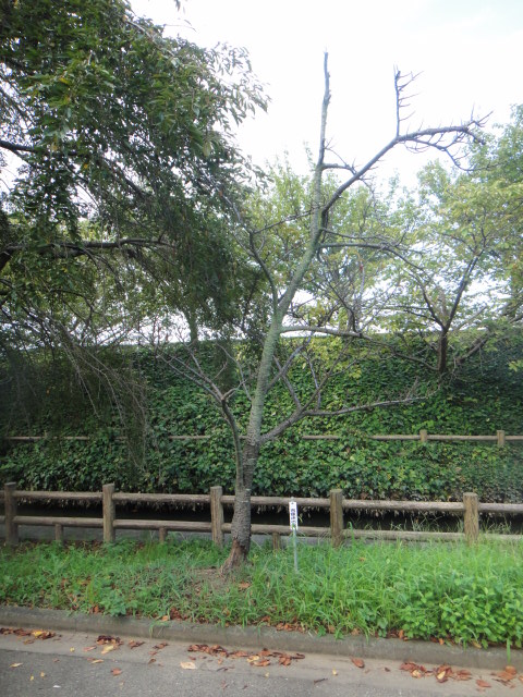 a0275492_358689.jpg