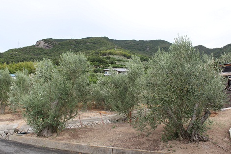 小豆島、「井上誠耕園」見学_a0154793_18175210.jpg