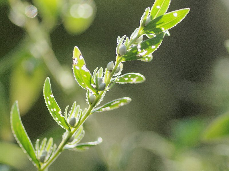 赤塚植物園　８月　その４_b0231705_11452995.jpg