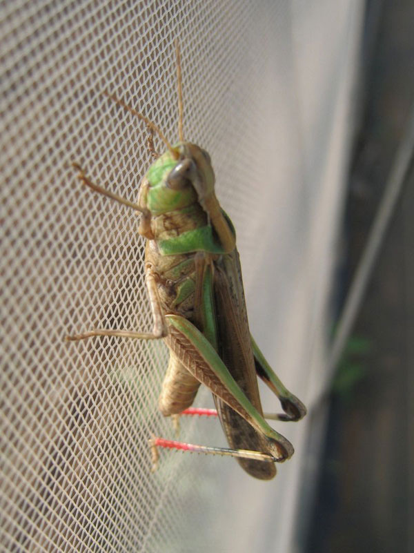 後ろ脚が赤いんですね 昆虫ブログ むし探検広場 後ろ脚が赤いんですね 昆虫ブログ むし探検広場