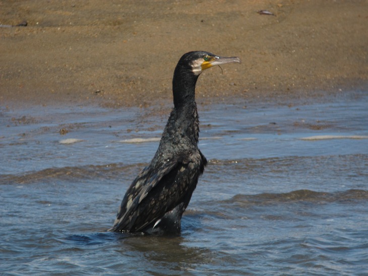 アカエイ、カワウの昼飯となる_b0137208_2258174.jpg