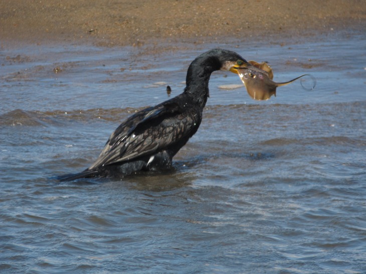 アカエイ、カワウの昼飯となる_b0137208_22582475.jpg