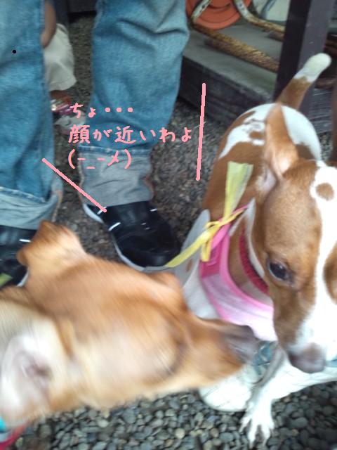 同窓会だよ。卒業犬集合！③_e0246708_22181516.jpg