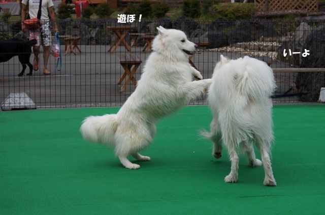 山中湖にチーム・カッパのライバル現る！？_その二_f0234023_1630291.jpg