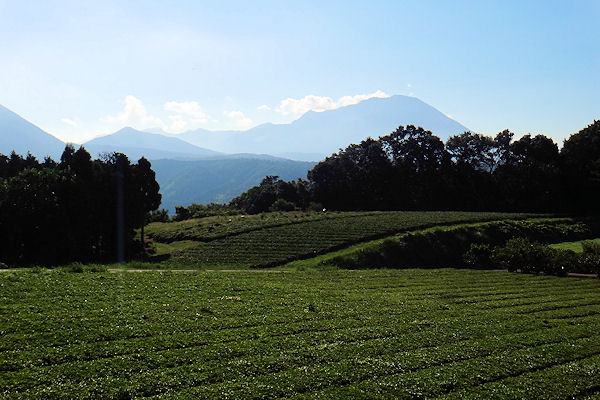 壷瓶山茶畑ポタ_f0007926_1155941.jpg