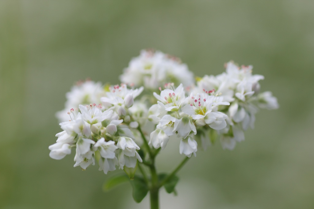 蕎麦の花_c0167830_19291752.jpg