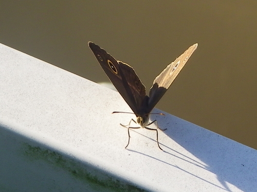 ヒメジャノメ 家の庭編_d0254540_17582514.jpg