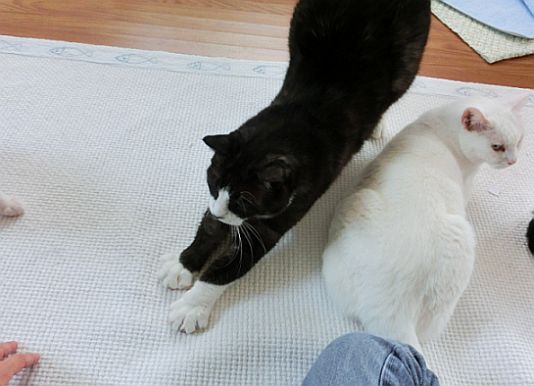 里親さん募集中の子猫達+α_b0024945_8304143.jpg