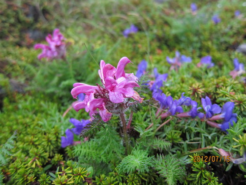 b0148050_1430430.jpg