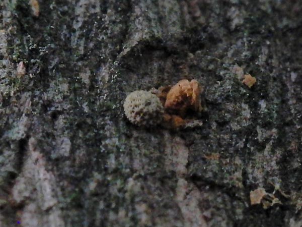 c0045352_1463794.jpg
