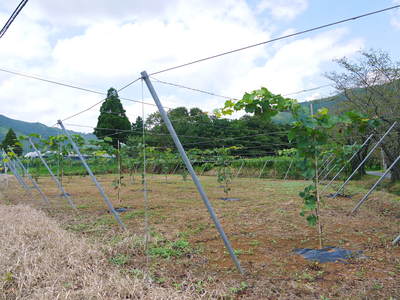熊本ぶどう 社方園 最旬ラストチャンス_a0254656_12415524.jpg