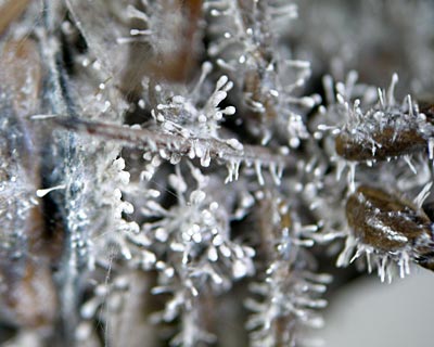 e0035757_1851412.jpg