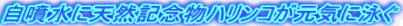c0119160_21312511.gif