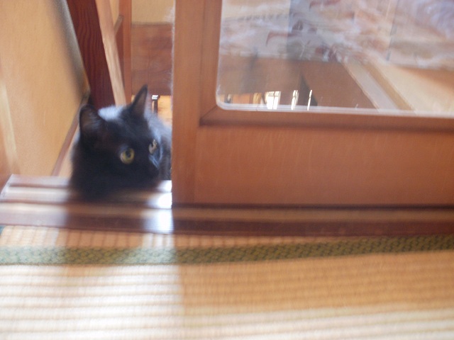 黒子猫の旅立ち②_e0091461_22405644.jpg