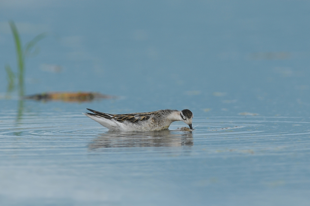 アカエリヒレアシシギ_f0053272_2341058.jpg