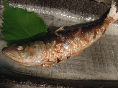 大羽いわし・続_f0232994_510137.jpg