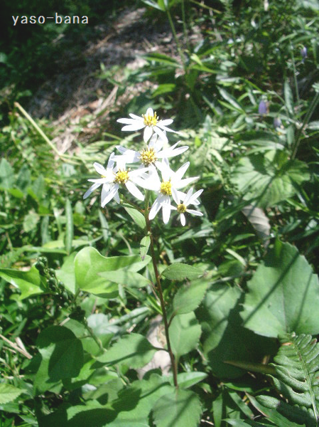 e0025300_21401458.png