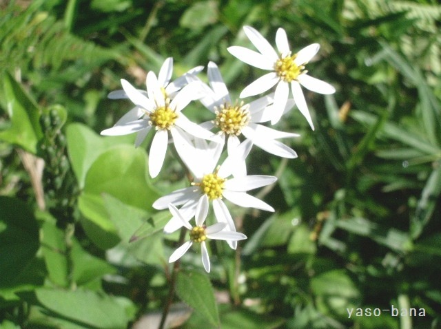 e0025300_21545666.jpg