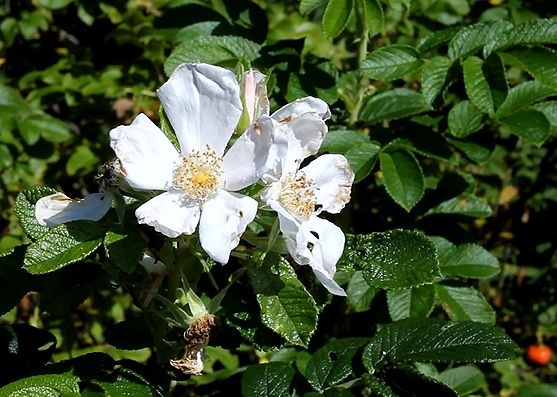c0155902_20321954.jpg