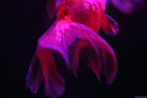 e0262305_8132646.jpg