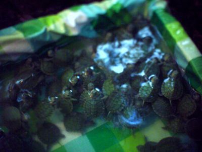 d0021510_84739100.jpg