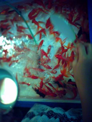 d0021510_8474717.jpg