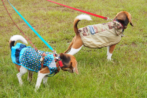 a0213011_16495595.jpg