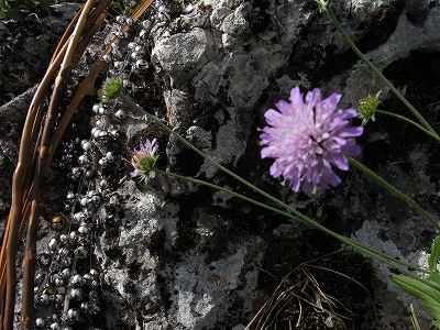 Performance info \"Pour une nouvelle fleur\"  公演情報　新しい花のために_b0200212_9515246.jpg