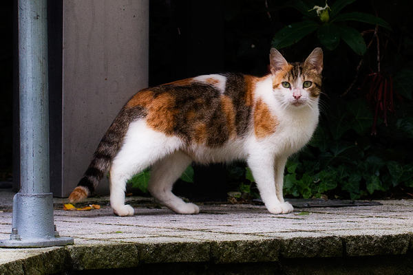 近所のねこ_a0030714_3553916.jpg