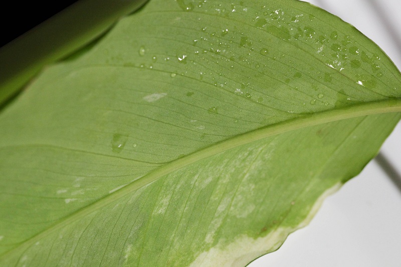 Aglaonema modestum \"Variegatum\" #1_a0141717_1537.jpg