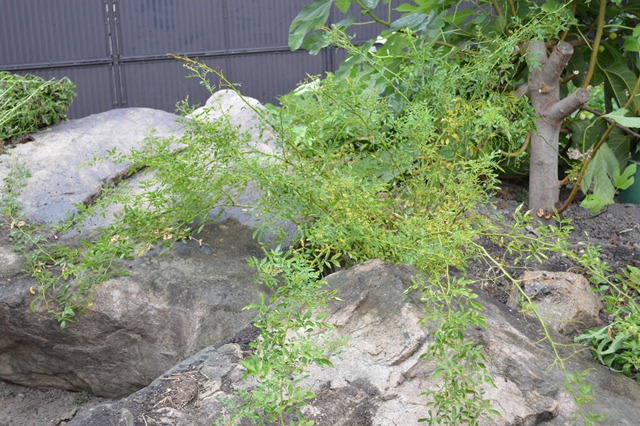 d0096422_15291556.jpg