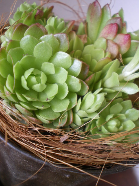 e0128024_1085310.jpg