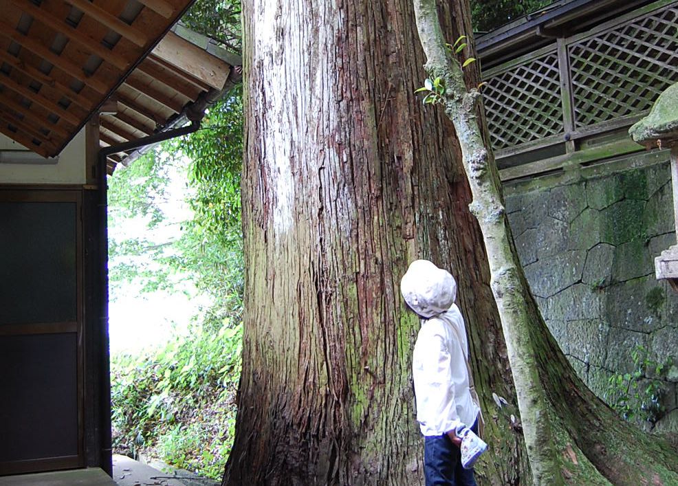 忍阪山口神社の楠　八つ房杉　神楽岡神社の杉_a0237937_10155620.jpg