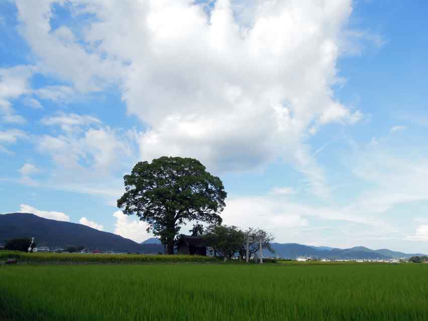 阿波市伊勢の「伊勢神社」と「古賀茂神社」と「高越山」♪_d0058941_2064498.jpg