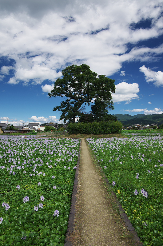 満開のホテイアオイ（本薬師寺跡）_f0155048_23293751.jpg