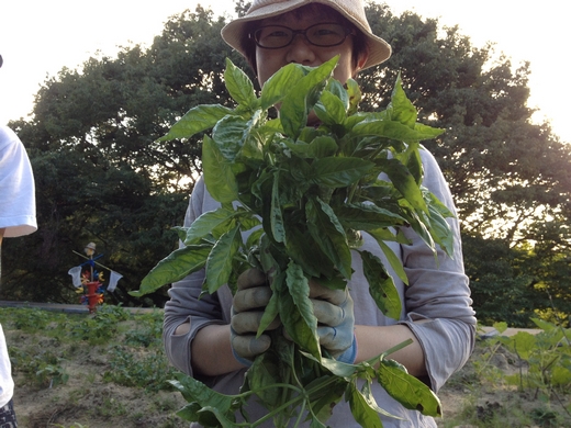 野村さん帰還、そして音楽畑の大収穫　Harvested from the Nomura Farm_c0216068_18461157.jpg