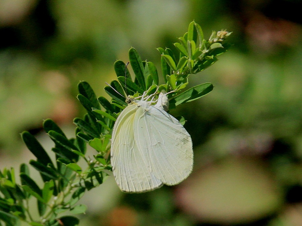 a0146869_7372.jpg