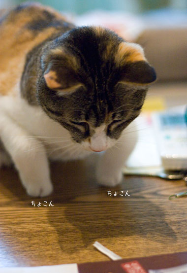 a0119470_0361673.jpg