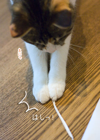 a0119470_036531.jpg