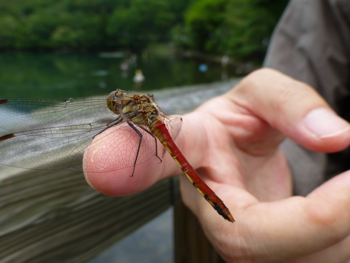 夏休み最後のお楽しみ_c0040472_20202111.jpg