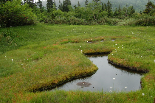 長野旅行記①～栂池自然園～_b0218981_16542112.jpg