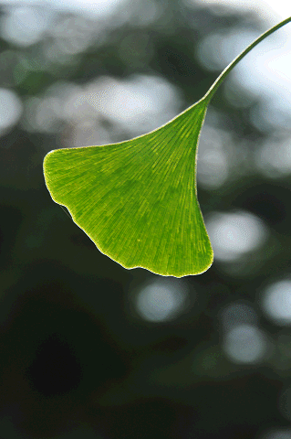 a0275782_9494429.gif