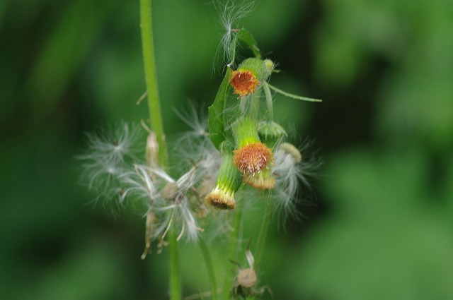 ■　野の草花　　　12.9.3　　　（ベニバナボロギク、ブタクサ、ヨモギ）_e0070891_18243477.jpg