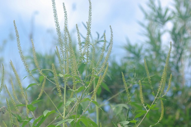 ■　野の草花　　　12.9.3　　　（ベニバナボロギク、ブタクサ、ヨモギ）_e0070891_1827228.jpg