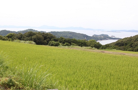 小豆島 「なかよし屋」農園見学☆_a0154793_17121838.jpg