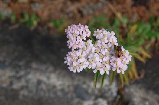 d0153294_13392136.jpg