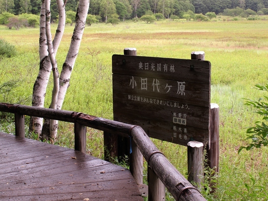 雨に降られて・続（小田代ヶ原）_e0257101_516516.jpg